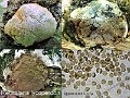 Reticularia lycoperdon-amf799-2